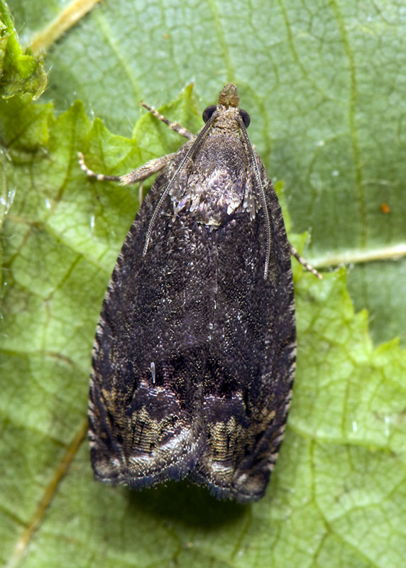 Tortricidae: Cydia splendana